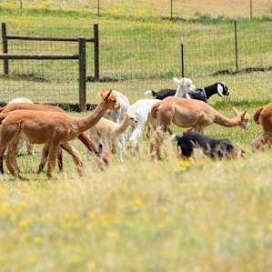 Goats and alpacas grazing in the pasture