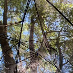 View from tent under the oaks!