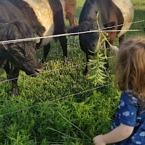Super friendly cows