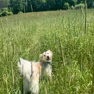 Hiking through local fields and trails (offroading a bit!)