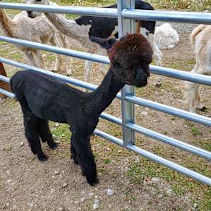 The cutest alpaca of them all!