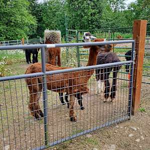 On the tour we got to feed and pet the alpacas.
