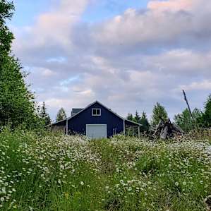 The view from our campsite. Fields of daisies and the barn.