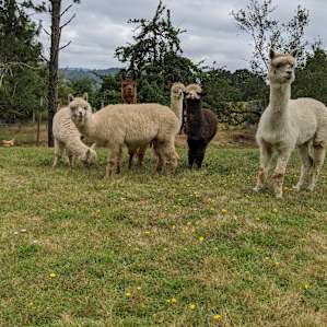 Kings Valley Farm Stay