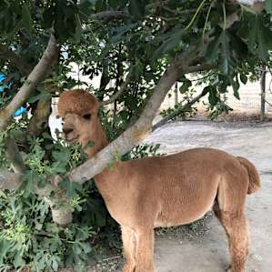 Alpaca Your Bags Camp or RV parking