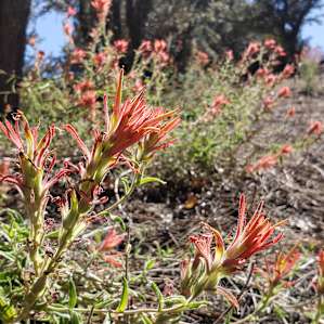 Indian paintbrush around the campsite