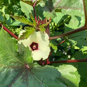 Shine and Rise Organic Farm