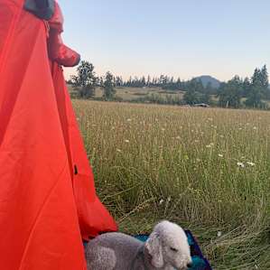 Camp by the pond