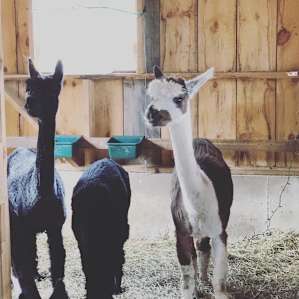 The cutest alpacas live here