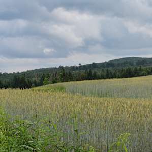 The Rye field is beautiful!