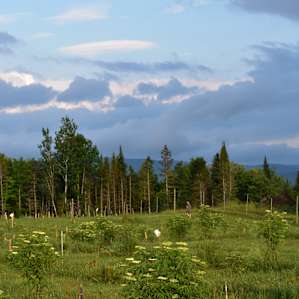 Elderberries create a nice back drop as well.