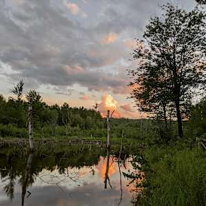 Knotty Pines