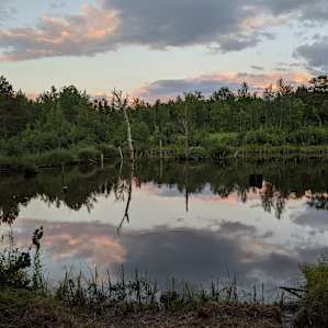 Knotty Pines