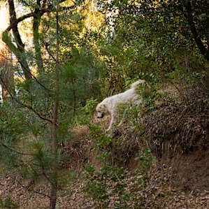 California Game Farm