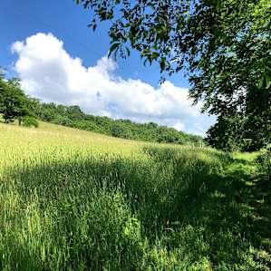 Pasture in the Valley