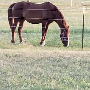 Branded 5 Stable LLC-Tent Site