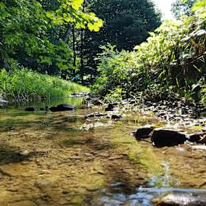 Stream near our campsite