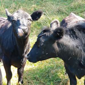 Mini cows!