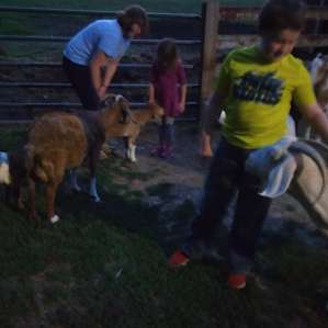 Kids playing with goats at night during evening chores.