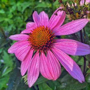More flowers on the property