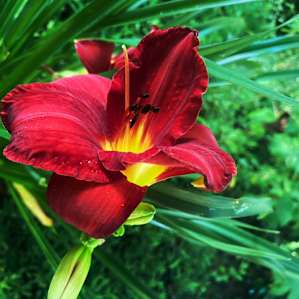 Stunning flowers