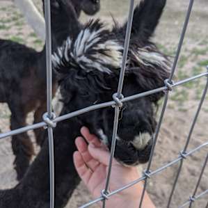 Symphony Fibers Alpaca Farm