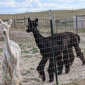 Symphony Fibers Alpaca Farm