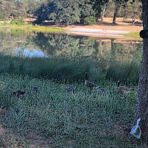 Finnon Lake Laguna Landing - T18