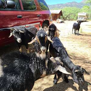 Some of the goats who would greet us throughout the day