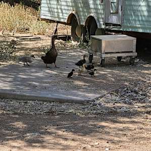 Quack quack quack