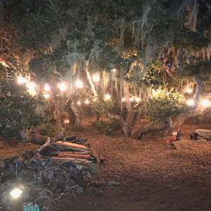 Loved the lighted oak trees.
