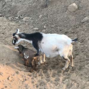 Baby goat!