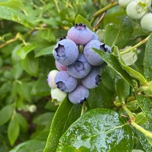 Blueberry & Chestnut Farm