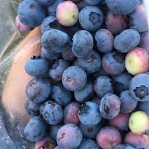 Blueberry & Chestnut Farm