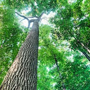 Canopy of trees.