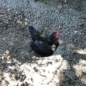 Chicken staying cool