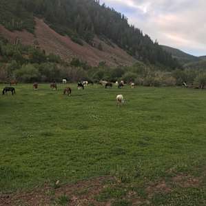 Outfitter Camp