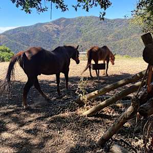 The 2 horses that we would walk down to see during our stay. Very sweet animals.