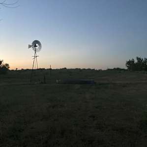 Willows by the Windmill