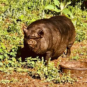 Big momma