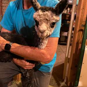 Symphony Fibers Alpaca Farm