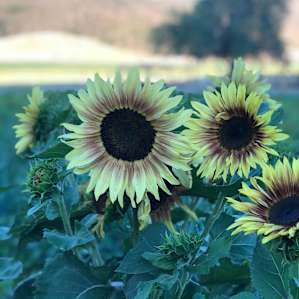 Certified organic, Belcampo Farms