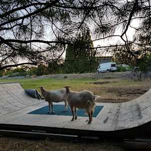Right before I took this picture the goats were doing some sick kick flips.