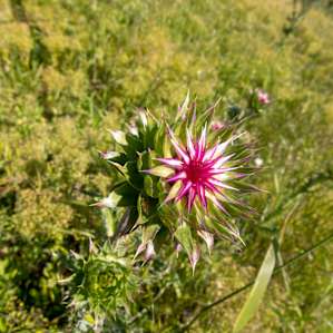 lots of beautiful Thistles on the property