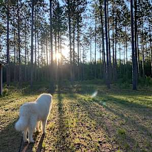 Pine Forest RV Site, Elect/Water