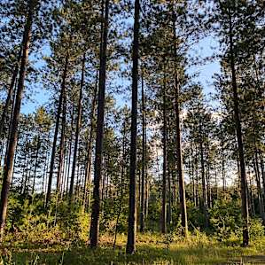 Pine Forest RV Site, Elect/Water