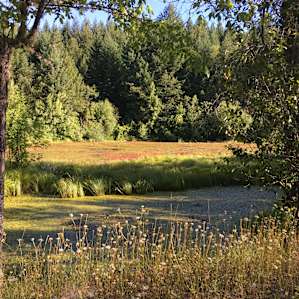 The pond right at the camp site!