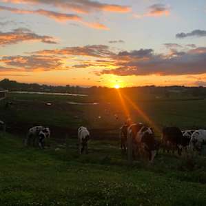 Golden hour: cow edition