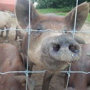 Piggie.
