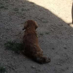 Small dog.